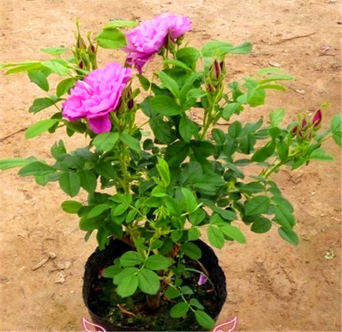 這花卉種庭院美哭了，清香撲面，花瓣搖曳