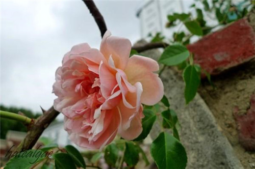 石頭“玫瑰花園”，深深打動了我！