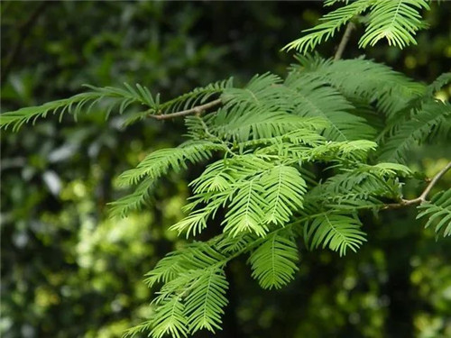 珍稀瀕危植物——水杉