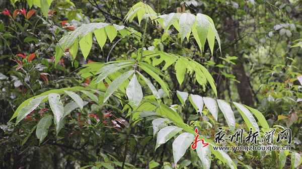 江華發現國家一級重點保護野生植物伯樂樹