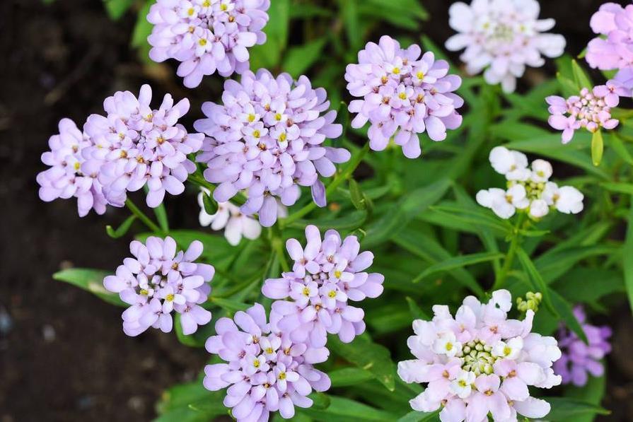 8種開花五顏六色的盆栽花卉花期半年以上