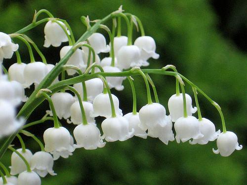 風鈴草——花量大，氣味香甜，花漂亮