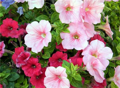 這8種夏天開花植物，越曬太陽(yáng)，開花越猛