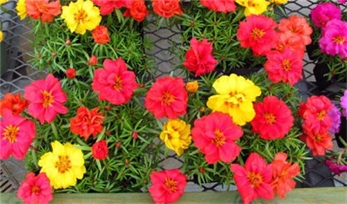 這8種夏天開花植物，越曬太陽(yáng)，開花越猛