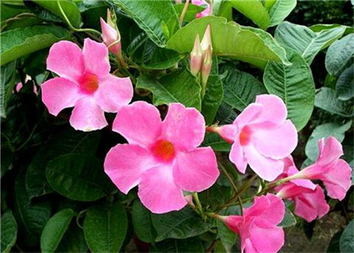 這8種夏天開花植物，越曬太陽(yáng)，開花越猛