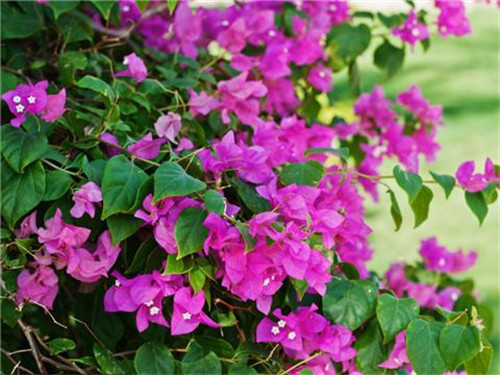 這8種夏天開花植物，越曬太陽(yáng)，開花越猛