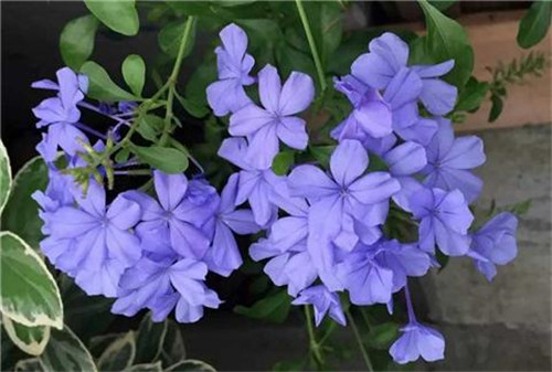這8種夏天開花植物，越曬太陽(yáng)，開花越猛