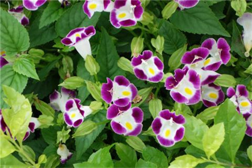 這8種夏天開花植物，越曬太陽(yáng)，開花越猛