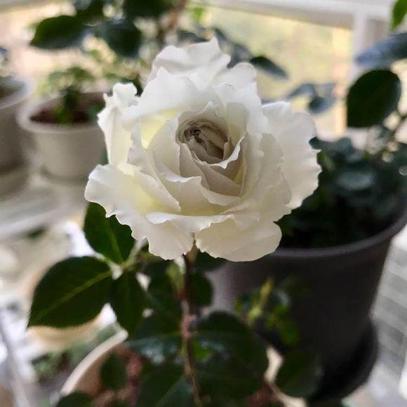 最香的盆栽花卉，花朵特別，花色素雅