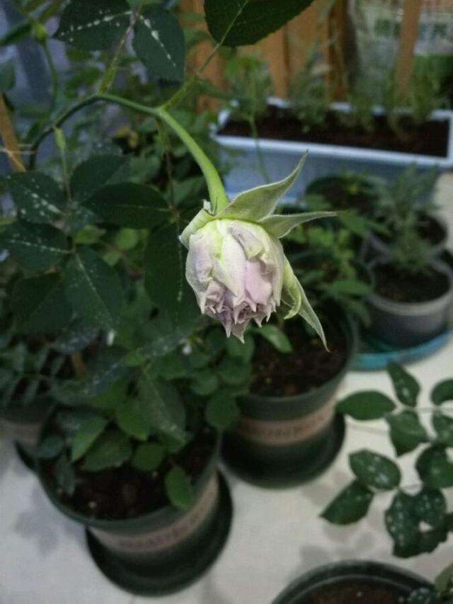 最香的盆栽花卉，花朵特別，花色素雅