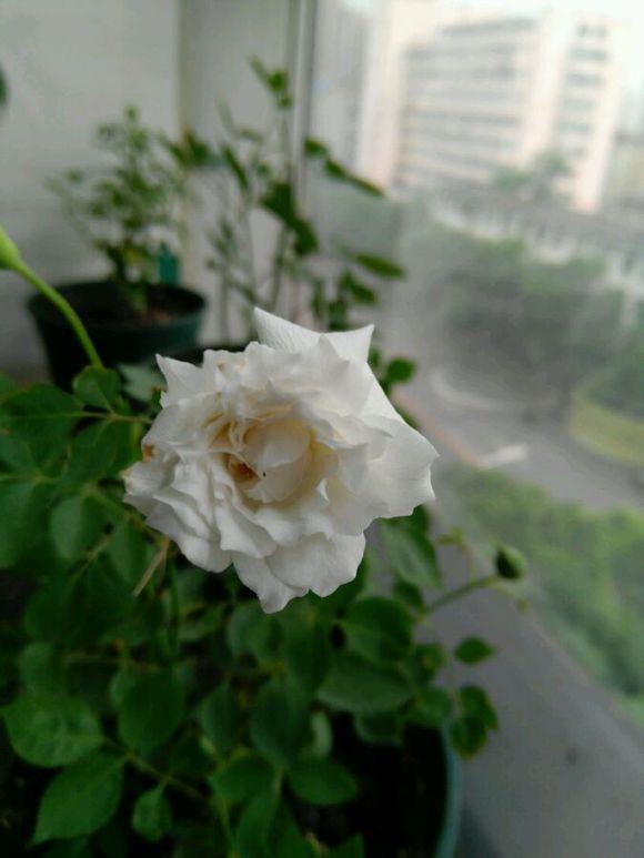 最香的盆栽花卉，花朵特別，花色素雅