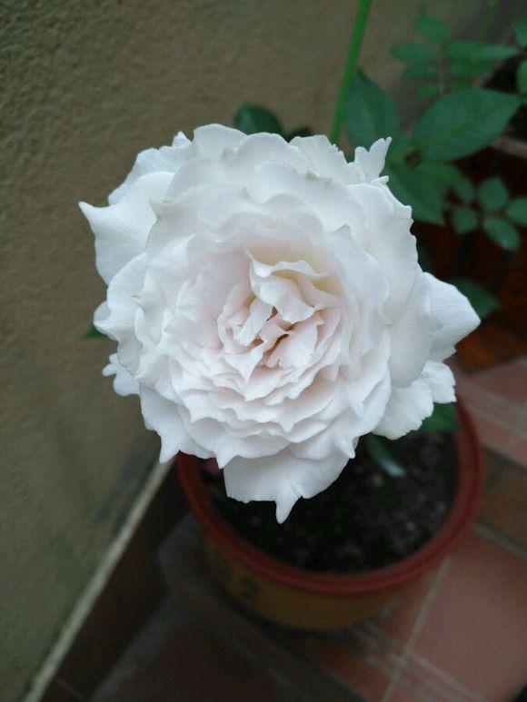 最香的盆栽花卉，花朵特別，花色素雅
