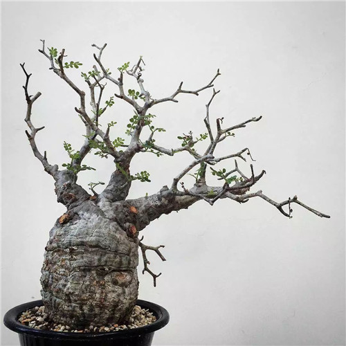日本人對(duì)于瀕危植物的關(guān)注度遠(yuǎn)高于櫻花