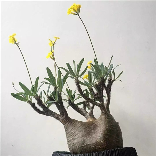 日本人對(duì)于瀕危植物的關(guān)注度遠(yuǎn)高于櫻花