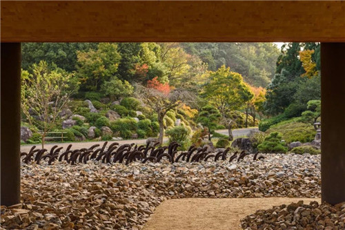 日本人對(duì)于瀕危植物的關(guān)注度遠(yuǎn)高于櫻花