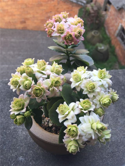 最值得入手的盆栽花，曾獲世界花卉大獎