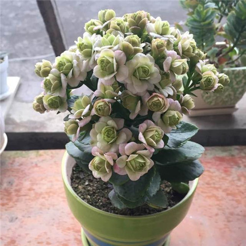最值得入手的盆栽花，曾獲世界花卉大獎