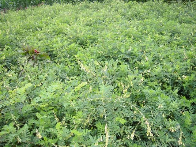 秦嶺沙參、太白米、太白柴胡、天麻