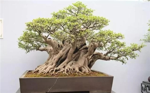 養(yǎng)活盆栽花卉關(guān)鍵步驟：定根水