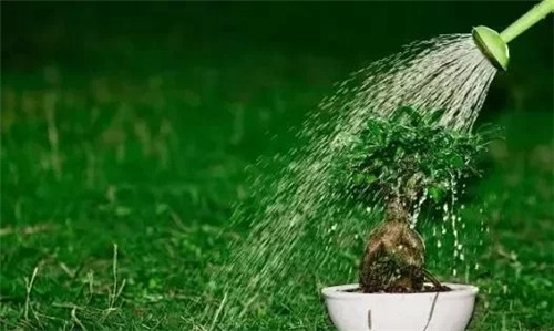 養(yǎng)活盆栽花卉關(guān)鍵步驟：定根水