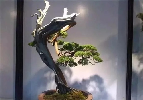養(yǎng)活盆栽花卉關(guān)鍵步驟：定根水