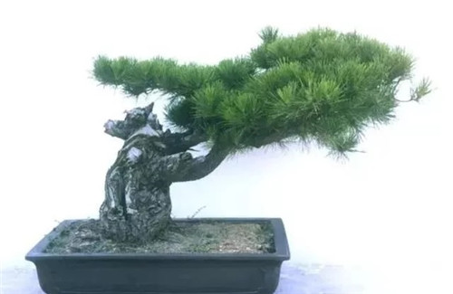 養(yǎng)活盆栽花卉關(guān)鍵步驟：定根水