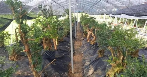 養(yǎng)活盆栽花卉關(guān)鍵步驟：定根水