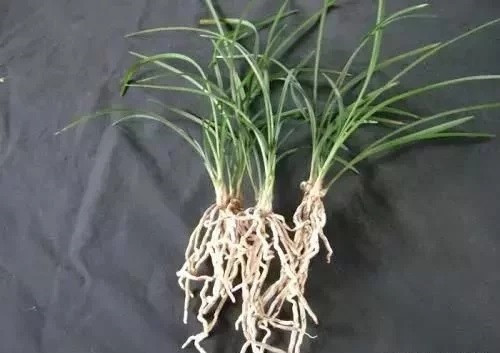 養(yǎng)活盆栽花卉關(guān)鍵步驟：定根水