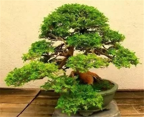 養(yǎng)活盆栽花卉關(guān)鍵步驟：定根水
