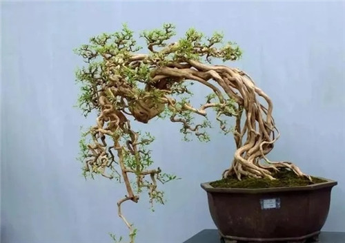 養(yǎng)活盆栽花卉關(guān)鍵步驟：定根水