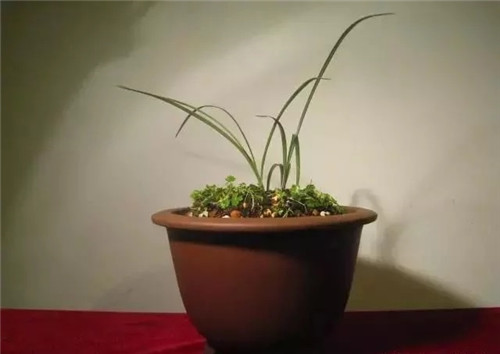 養(yǎng)活盆栽花卉關(guān)鍵步驟：定根水