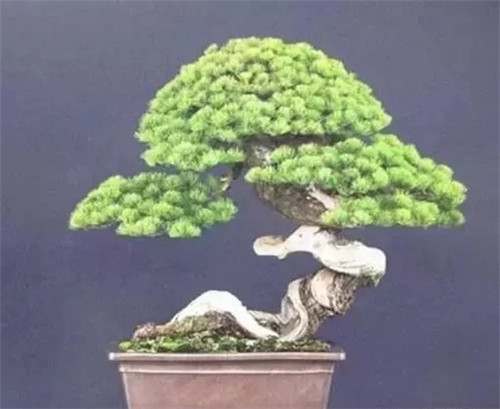 養(yǎng)活盆栽花卉關(guān)鍵步驟：定根水