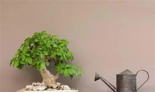 養(yǎng)活盆栽花卉關(guān)鍵步驟：定根水