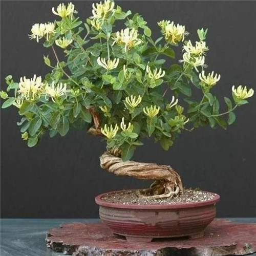 易打理好成活的花卉盆栽，懶人都可以養