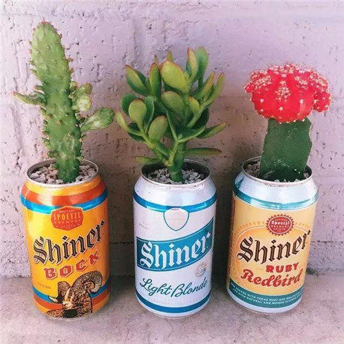 誰說養(yǎng)花插花一定得用花瓶？