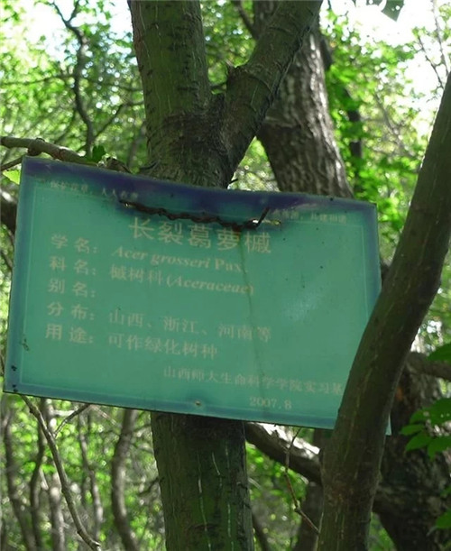 探秘七里峪景區 發現珍稀樹種長裂葛蘿槭