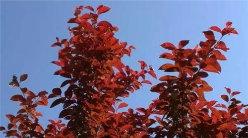 20種彩葉樹種觀賞特征和園林用途大全！