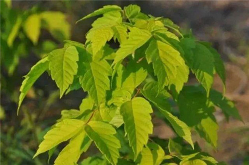 20種彩葉樹種觀賞特征和園林用途大全！
