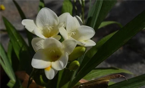 養(yǎng)這些花卉讓家里色彩斑斕，超級漂亮