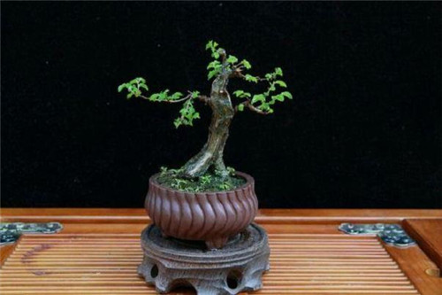 極適合做盆景的樹種——榔榆的栽培技術(shù)