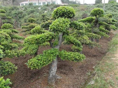 極適合做盆景的樹種——榔榆的栽培技術(shù)
