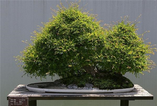 極適合做盆景的樹種——榔榆的栽培技術(shù)
