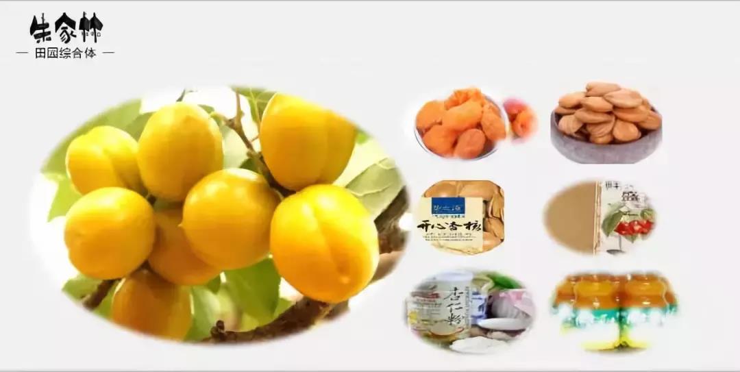 山東朱家林國家級田園綜合體規劃方案