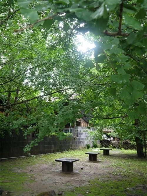 騰沖銀杏村的夏天：幽靜清雅讓人不忍離去