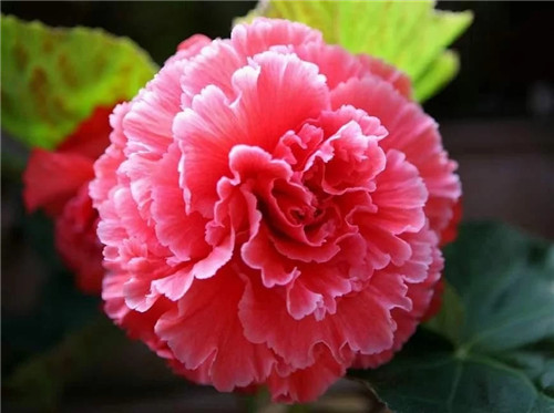 最美麗的盆栽花卉，不輸牡丹月季山茶還好養(yǎng)