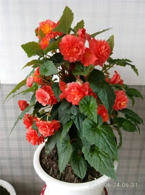最美麗的盆栽花卉，不輸牡丹月季山茶還好養(yǎng)