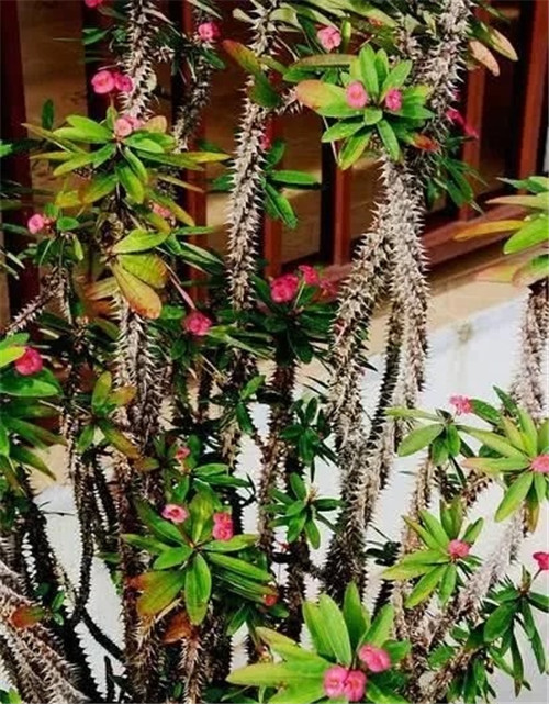 這些植物花卉有毒，養家里有可能致命