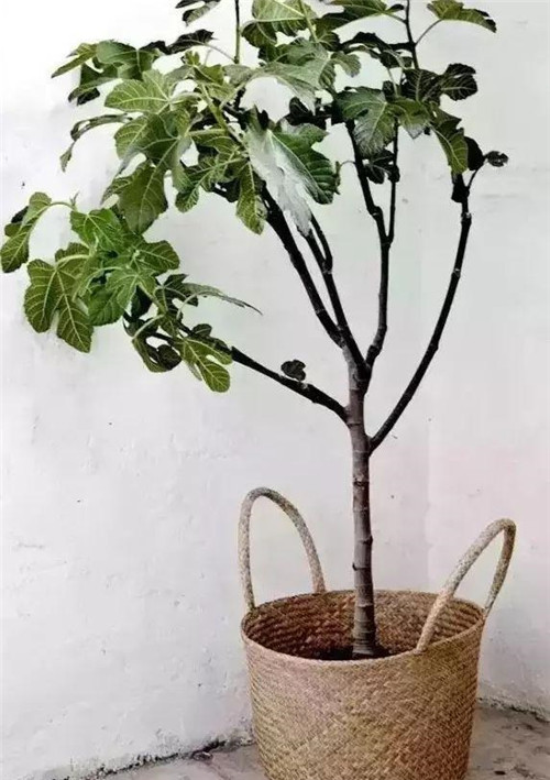 這樣插花，即使花謝了屋子依然會很美
