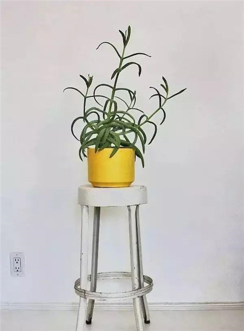 這樣插花，即使花謝了屋子依然會很美