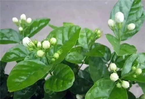 盆栽茉莉花3種繁殖方法，你更喜歡哪一種？